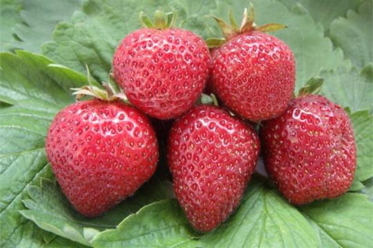 Клубника "ФЛОРЕНС" (6 шт.)